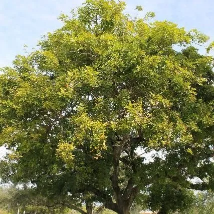 thumbnail for publication: Pongamia pinnata: Pongam